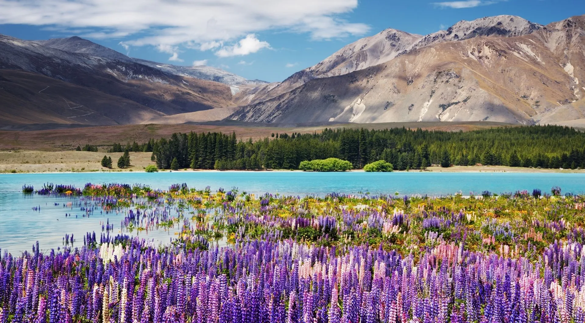 Purple lupins beside turquoise Lake Tekapo and mountain slopes